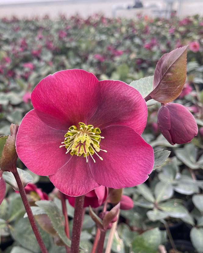 Helleborus x Frostkiss® Anna's Red (Lenten Rose)
