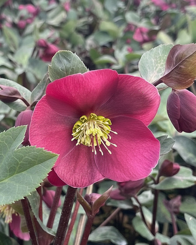 Helleborus x Frostkiss® Anna's Red (Lenten Rose)