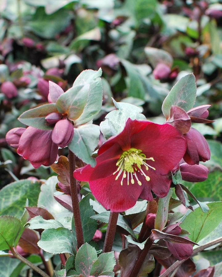 Helleborus x Frostkiss® Anna's Red (Lenten Rose)