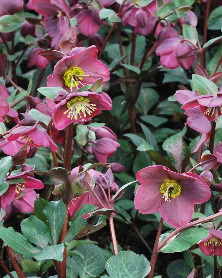 Helleborus x Frostkiss® Anna's Red (Lenten Rose)