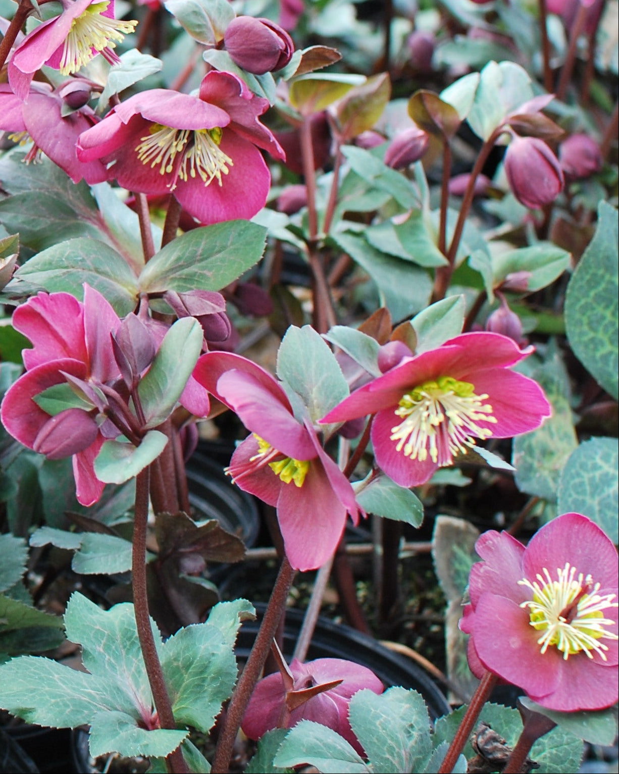 Helleborus x Frostkiss® Anna's Red (Lenten Rose) – Perennial Farm