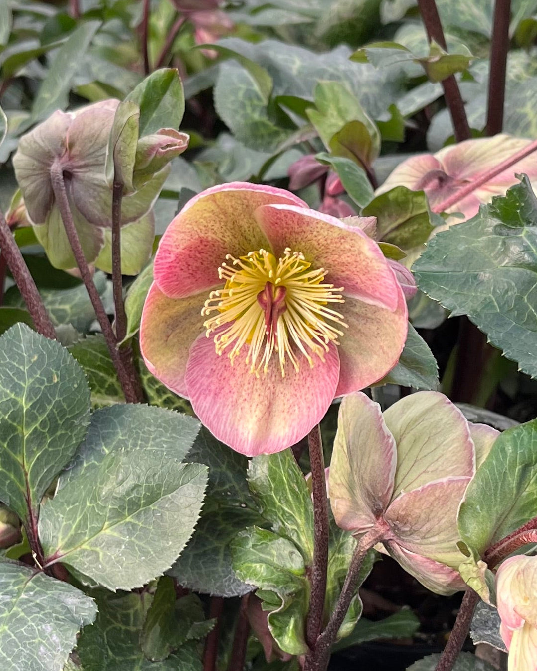 Helleborus x iburgensis Frostkiss® Bayli's Blush® (Lenton Rose)