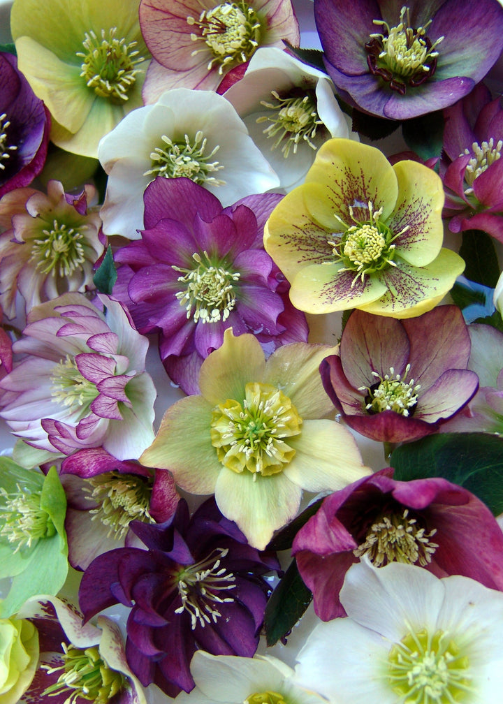 Helleborus orientalis 'Brandywine' (Lenten Rose)