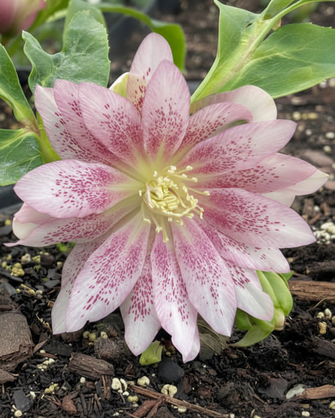 Helleborus x hybridus Winter Jewels® 'Cotton Candy' (Lenten Rose)