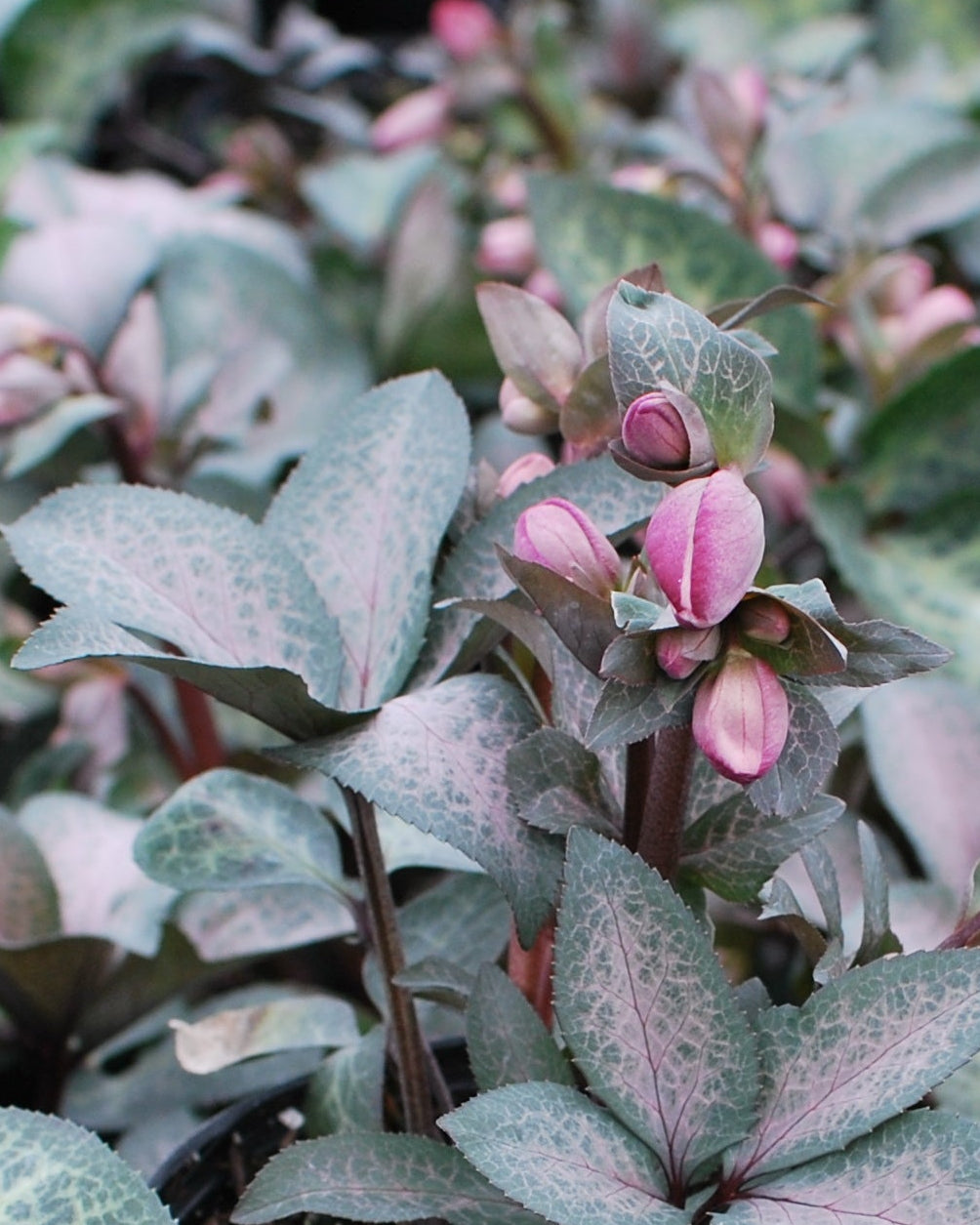 april dawn succulent Helleborus Frostkiss® Dorothy's Dawn® (Lenten Rose) – Perennial Farm Marketplace