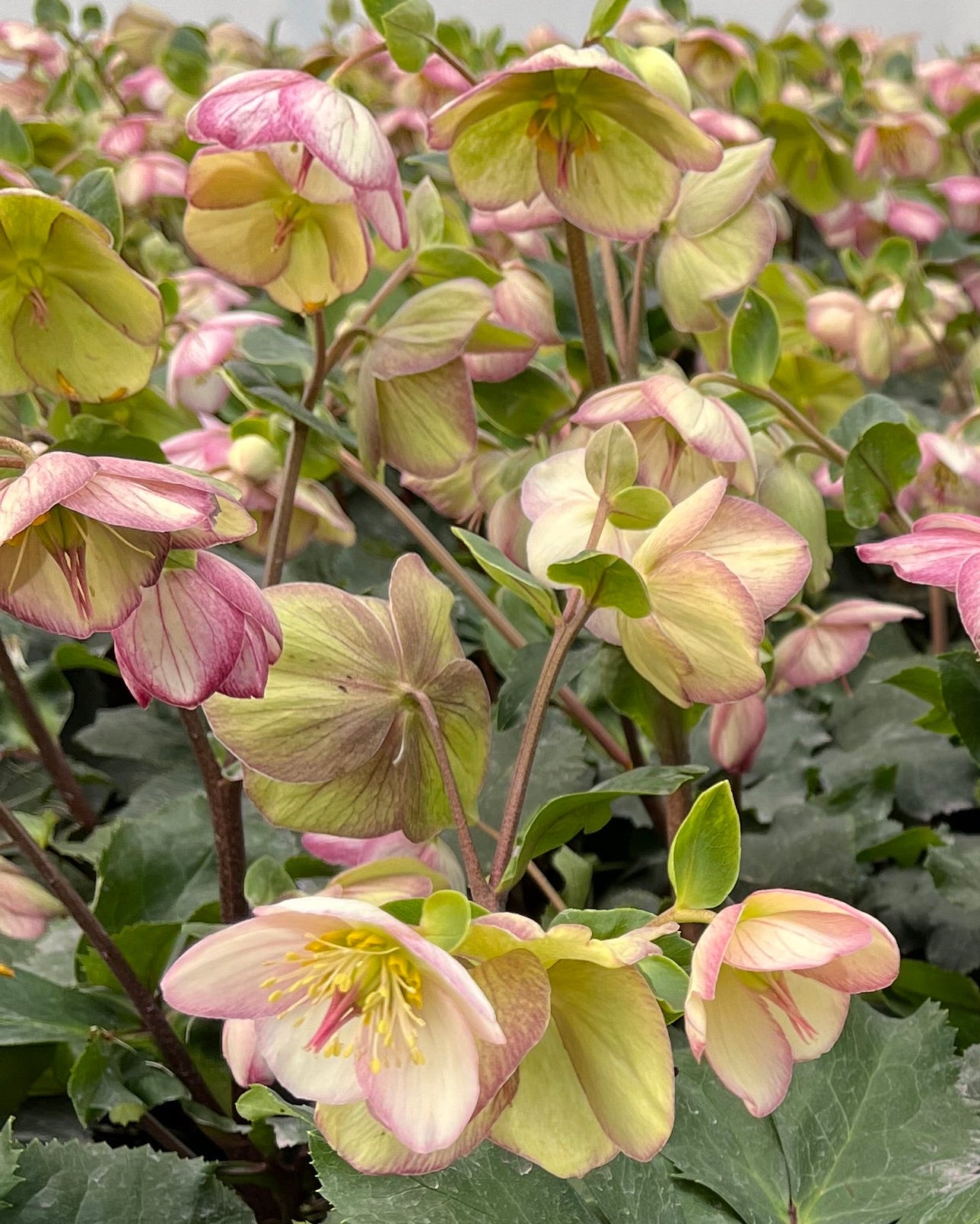 Helleborus HGC® Ice N' Roses® Picotee (Helleborus Gold Collection