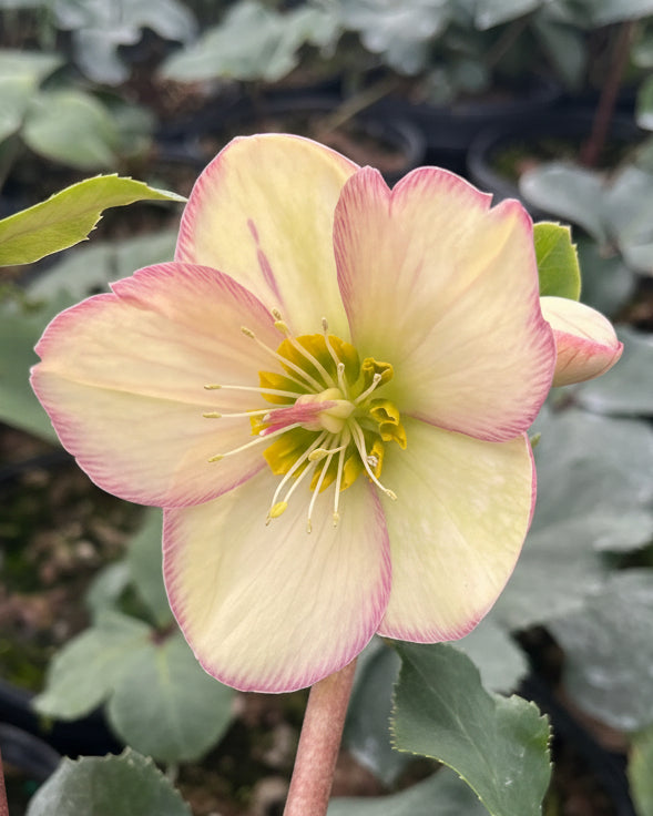 Helleborus HGC® Ice N' Roses® Picotee (Helleborus Gold Collection® Lenten Rose)