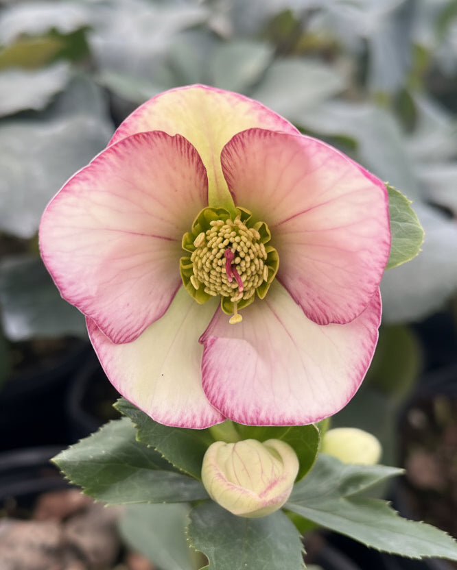 Helleborus HGC® Ice N' Roses® Picotee (Helleborus Gold Collection® Lenten Rose)