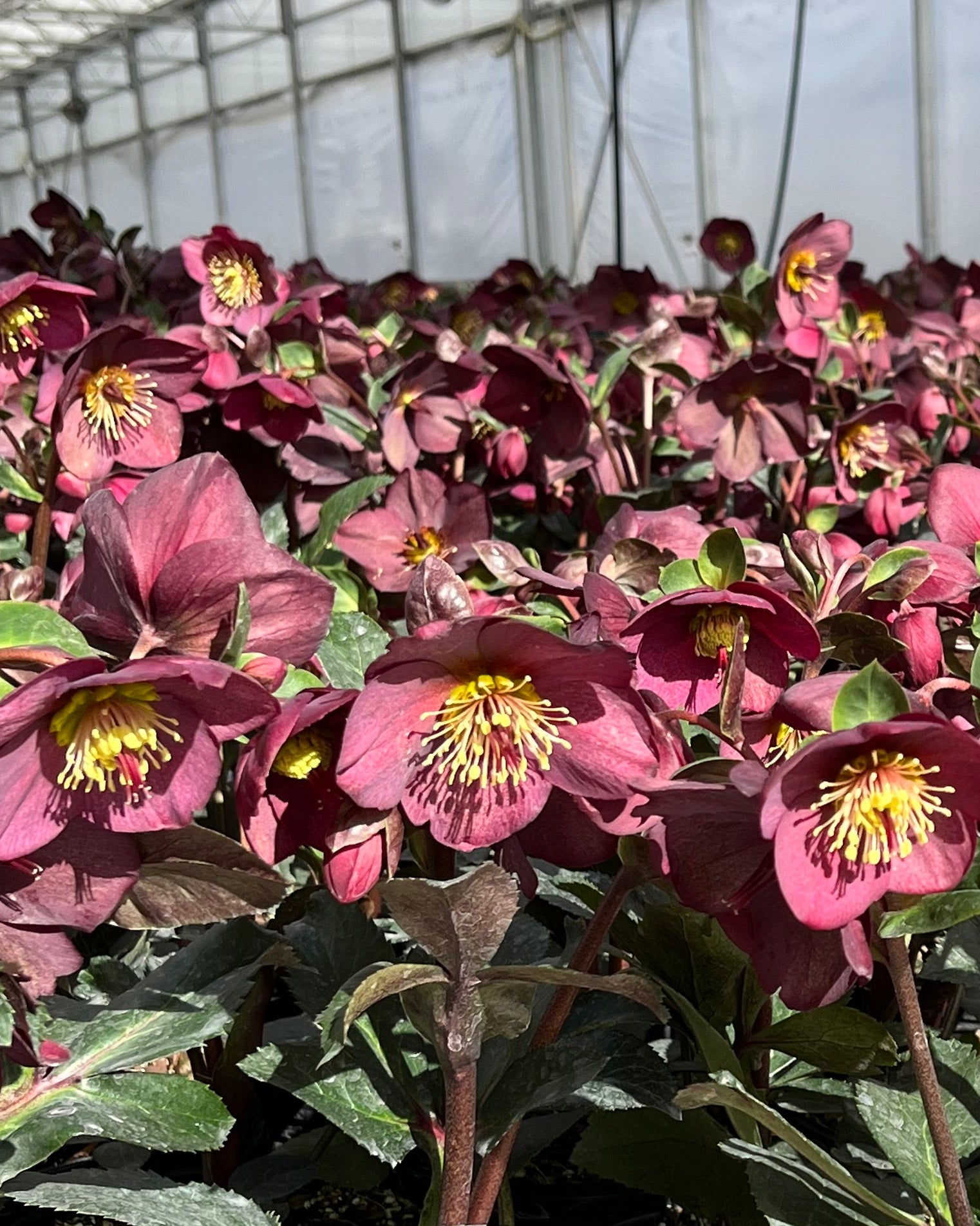 Helleborus HGC® Ice N' Roses® Red (Helleborus Gold Collection