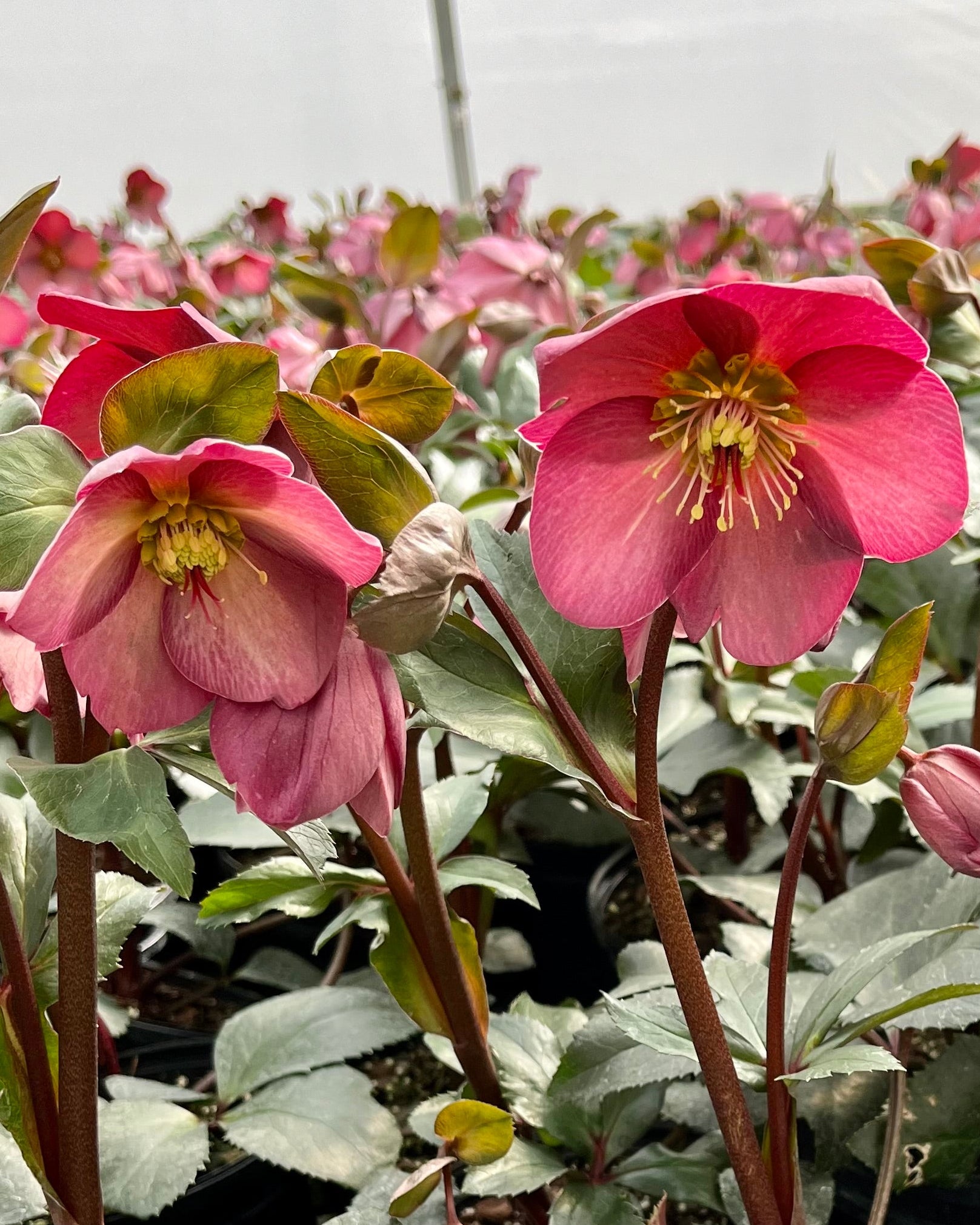 Helleborus HGC® Ice N' Roses® Rose (Helleborus Gold Collection