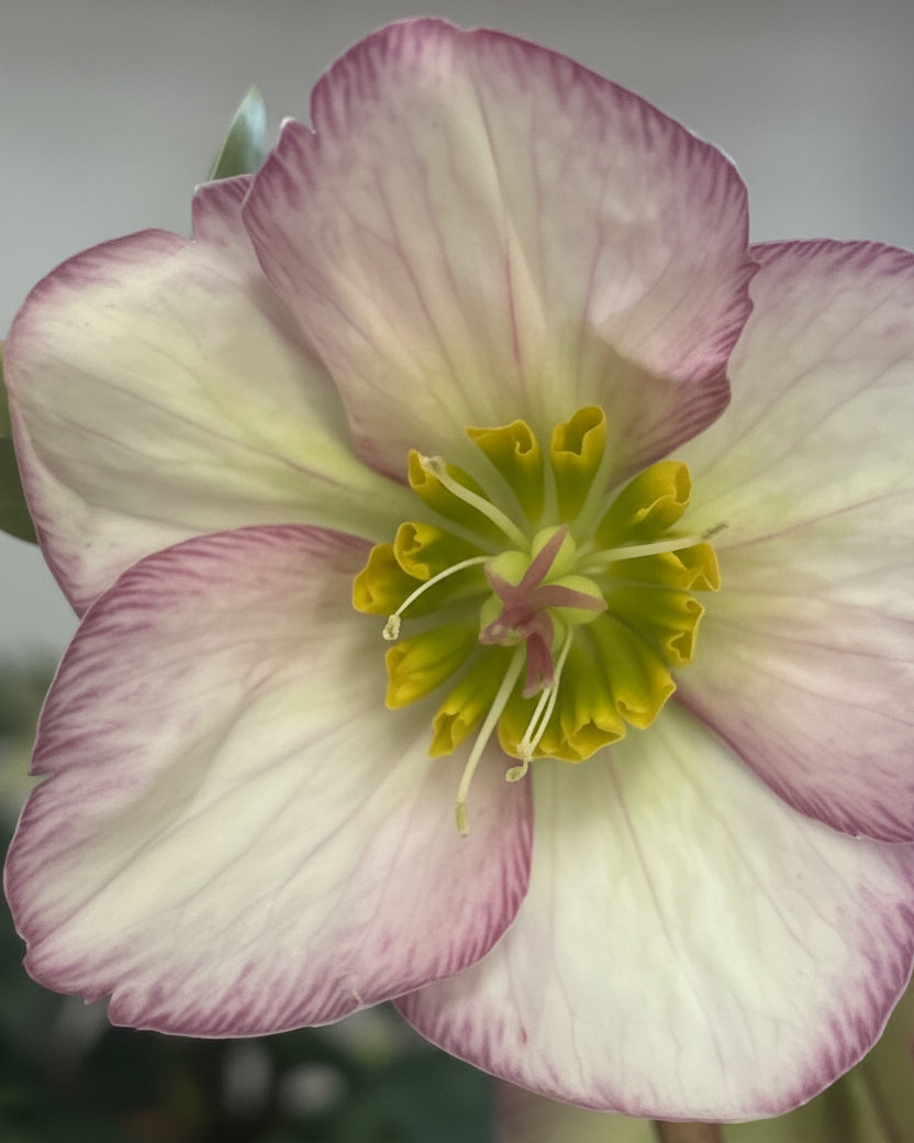 Helleborus HGC® Ice N' Roses® Picotee (Helleborus Gold Collection® Lenten Rose)