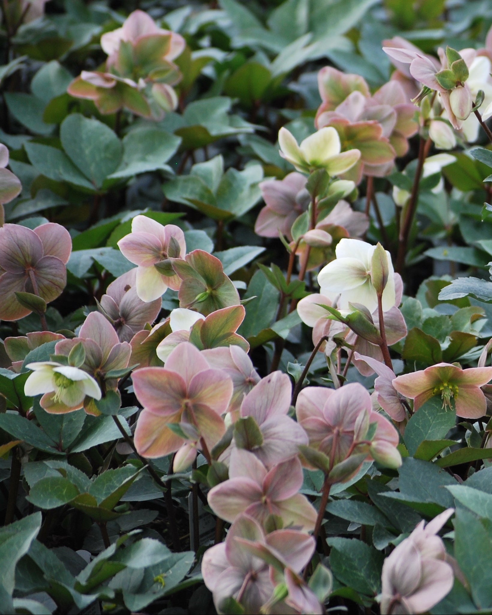 Perennial Farm Marketplace Helleborus Ivory Prince - Thumbnail 3