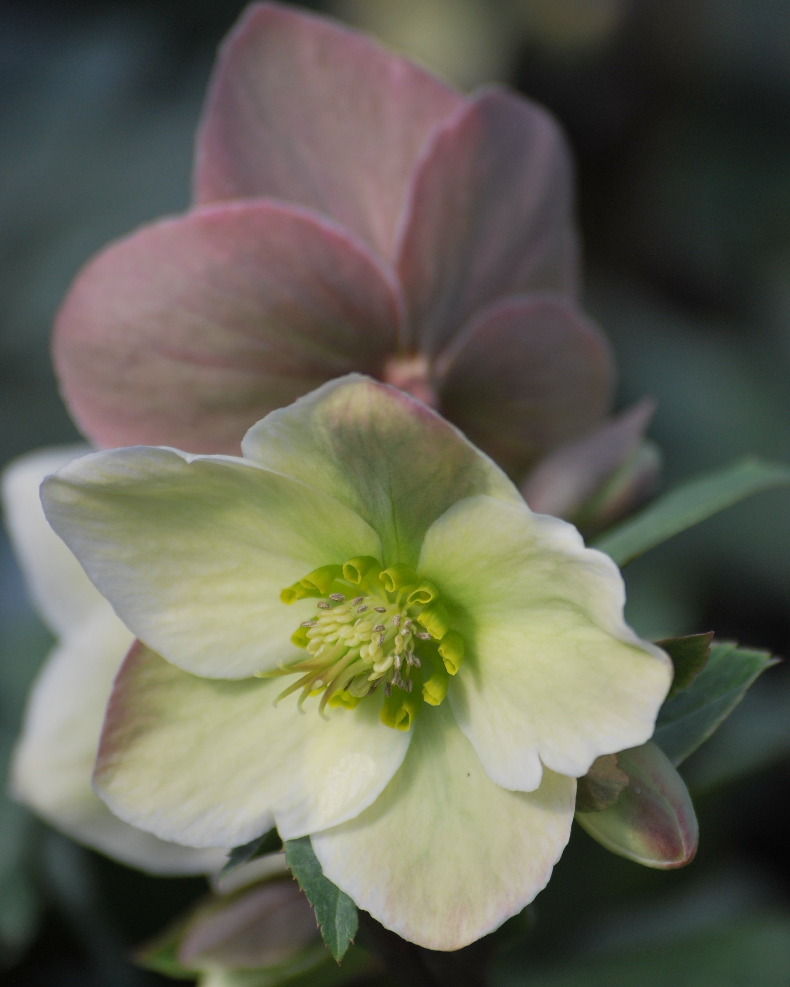 Perennial Farm Marketplace Helleborus Ivory Prince - Thumbnail 5