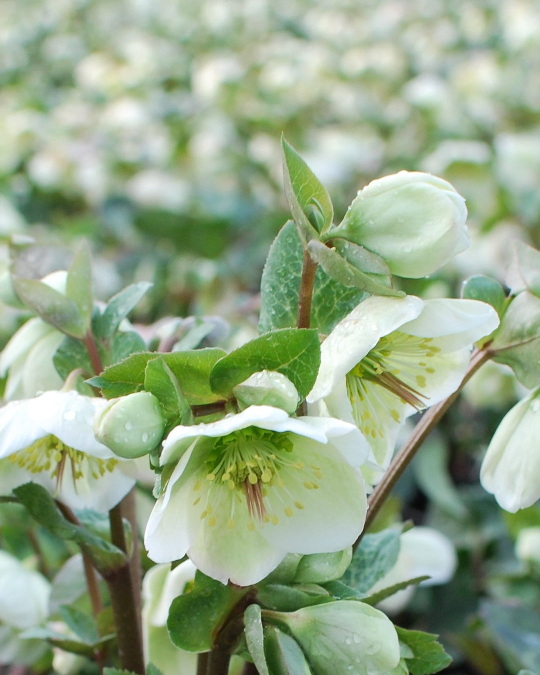 Helleborus x Frostkiss® Molly's White (Lenten Rose)