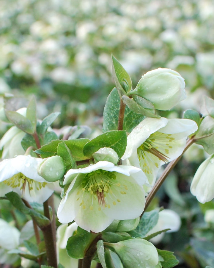 Helleborus x Frostkiss® Molly's White (Lenten Rose)