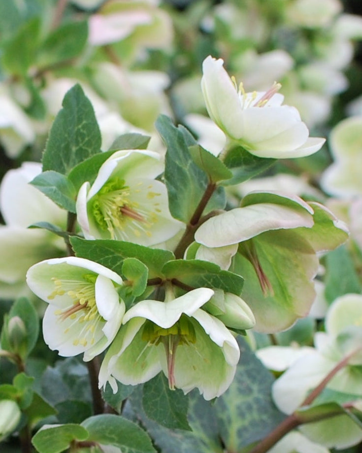 Helleborus x Frostkiss® Molly's White (Lenten Rose)