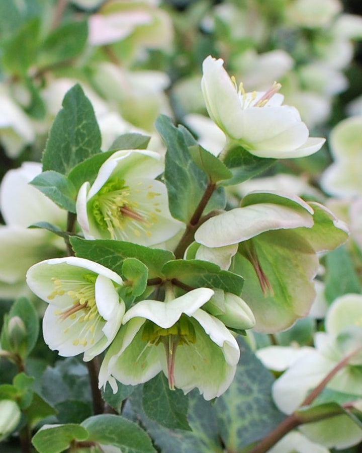 Helleborus x Frostkiss® Molly's White (Lenten Rose)