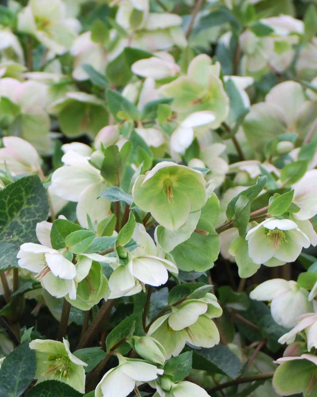 Helleborus x Frostkiss® Molly's White (Lenten Rose)