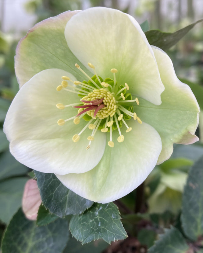 Helleborus x Frostkiss® Molly's White (Lenten Rose)