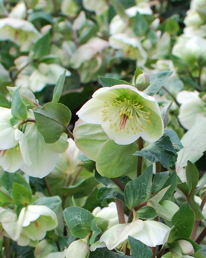 Helleborus x Frostkiss® Moondance™ (Lenten Rose)