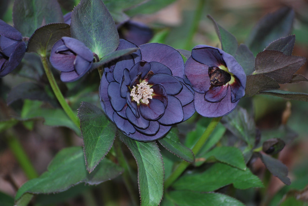 Helleborus x hybridus Winter Jewels® 'Onyx Odyssey' (Lenten Rose)