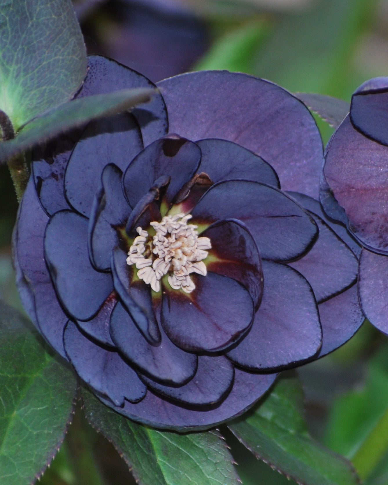 Winter Rose様 Helleborus x hybridus Winter Jewels® 'Onyx Odyssey' (Lenten Rose