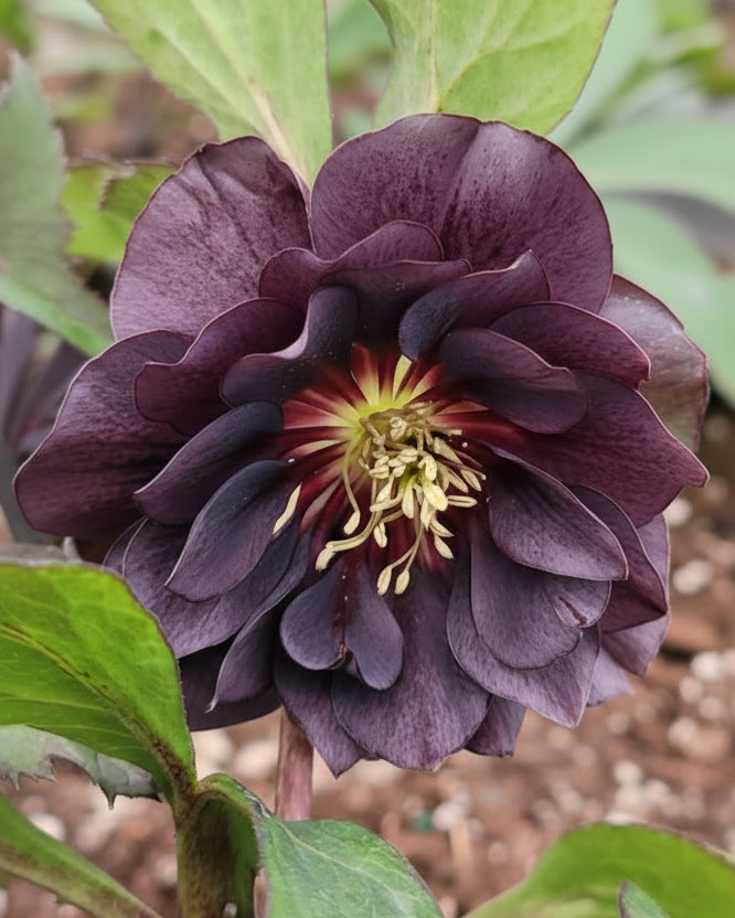 Helleborus x hybridus Winter Jewels® 'Onyx Odyssey' (Lenten Rose)