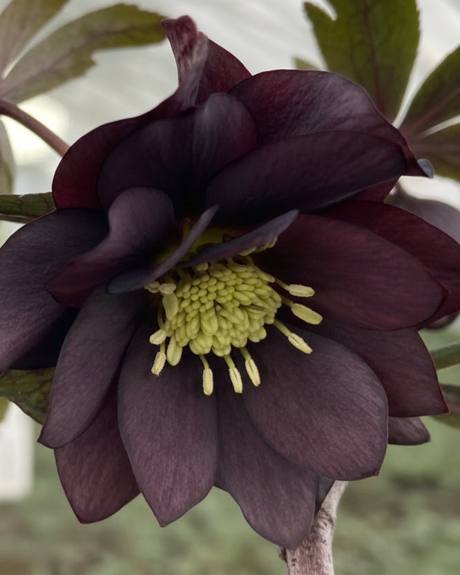 Helleborus x hybridus Winter Jewels® 'Onyx Odyssey' (Lenten Rose
