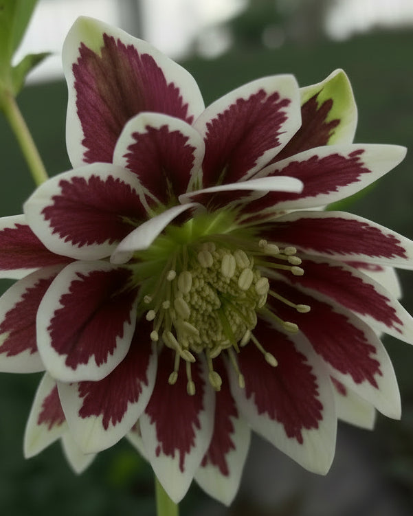 Helleborus x hybridus Winter Jewels® 'Painted Doubles’ (Lenten Rose)