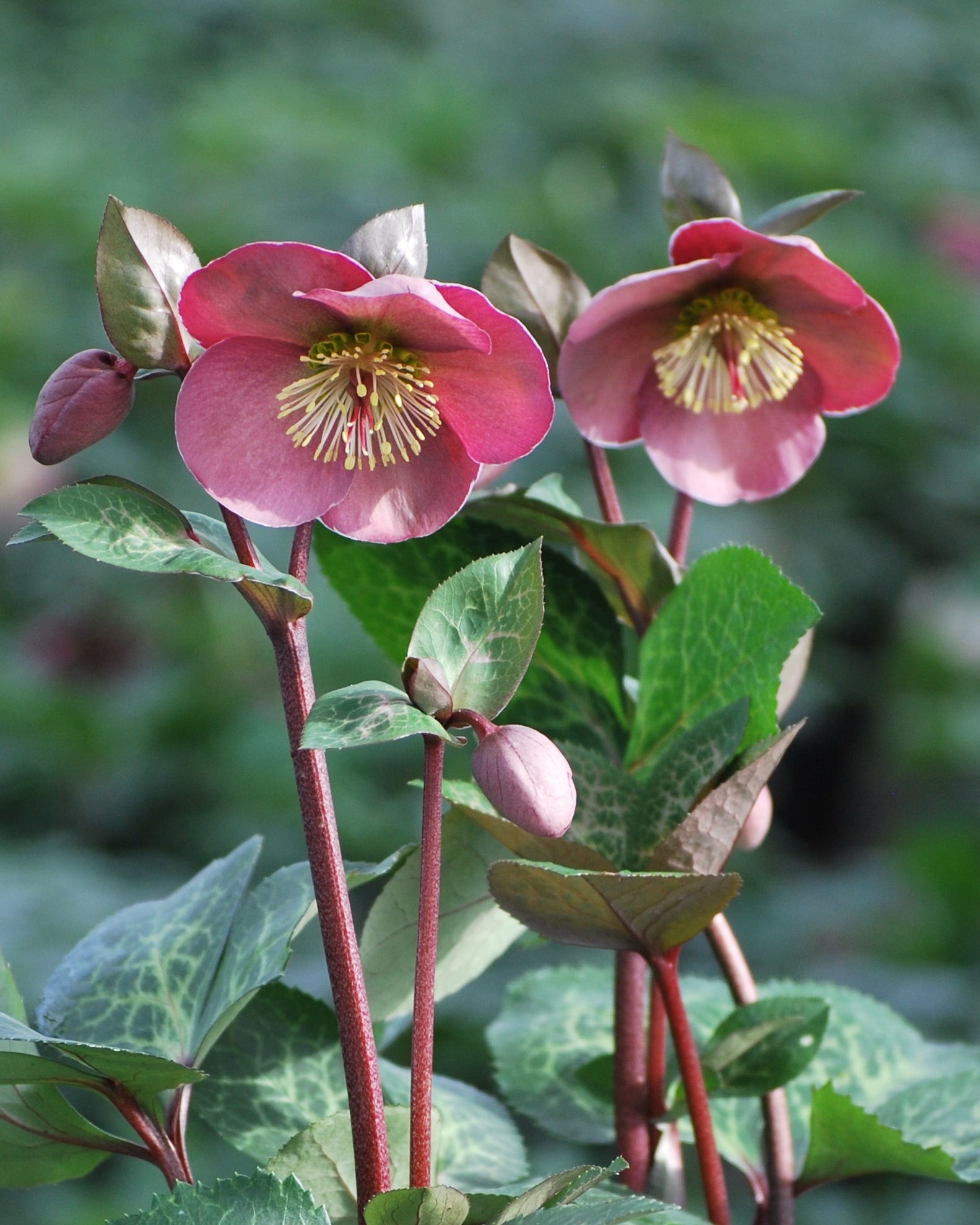 Helleborus Frostkiss® Penny's Pink (Lenten Rose) – Perennial Farm