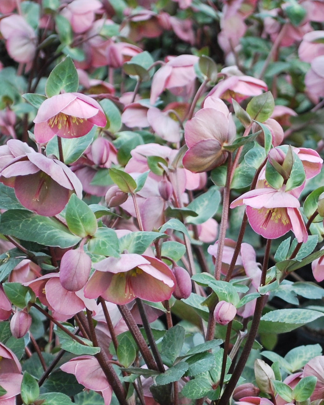 Helleborus x Frostkiss® Penny's Pink (Lenten Rose)