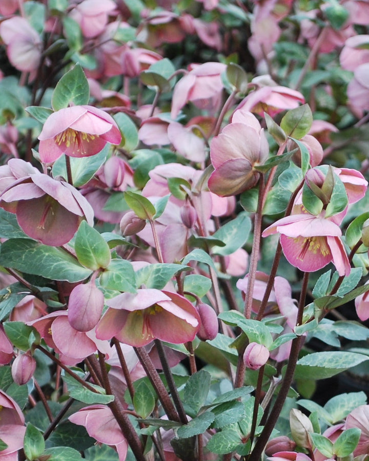 Helleborus x Frostkiss® Penny's Pink (Lenten Rose)