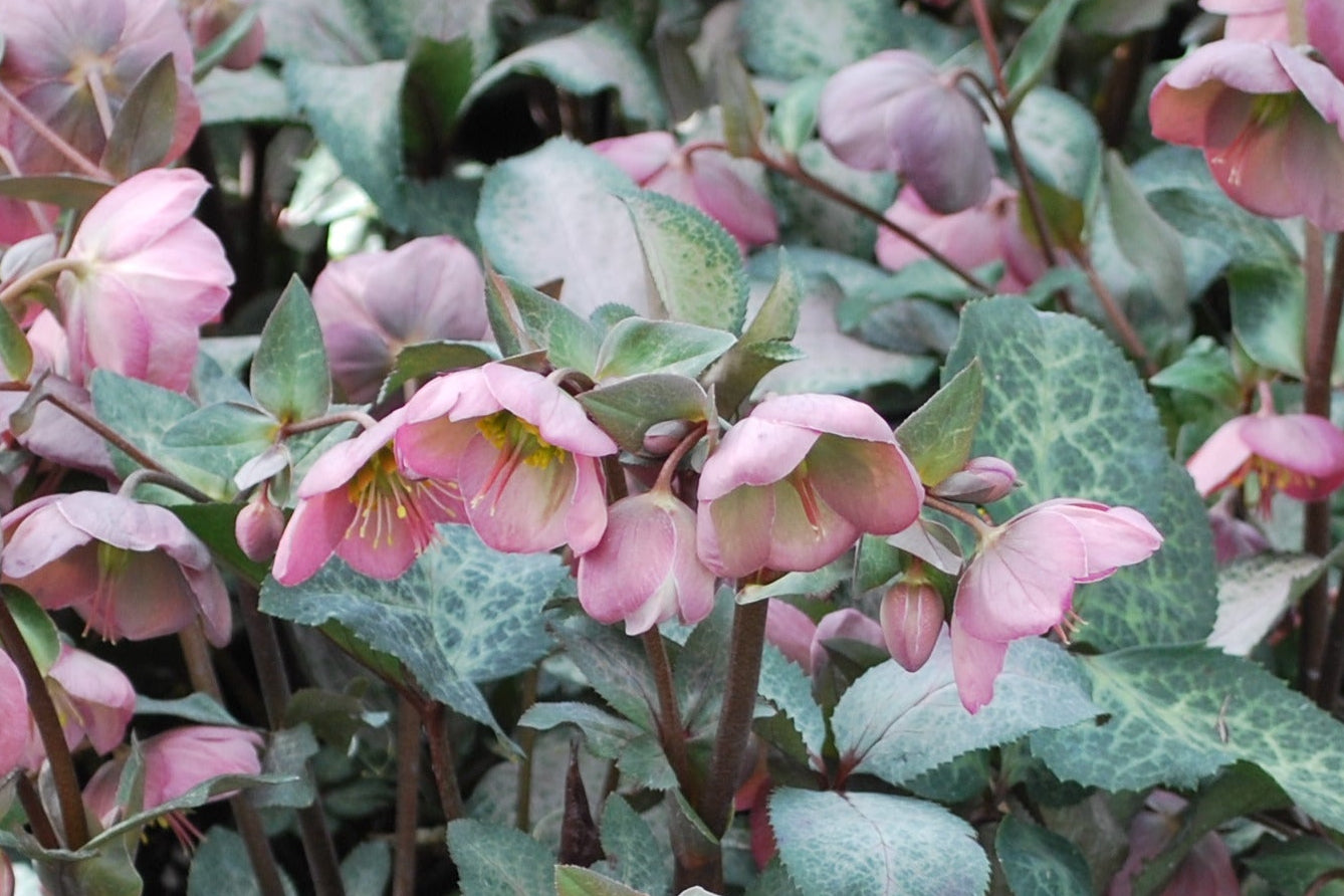 Helleborus x Frostkiss® Penny's Pink (Lenten Rose) – Perennial