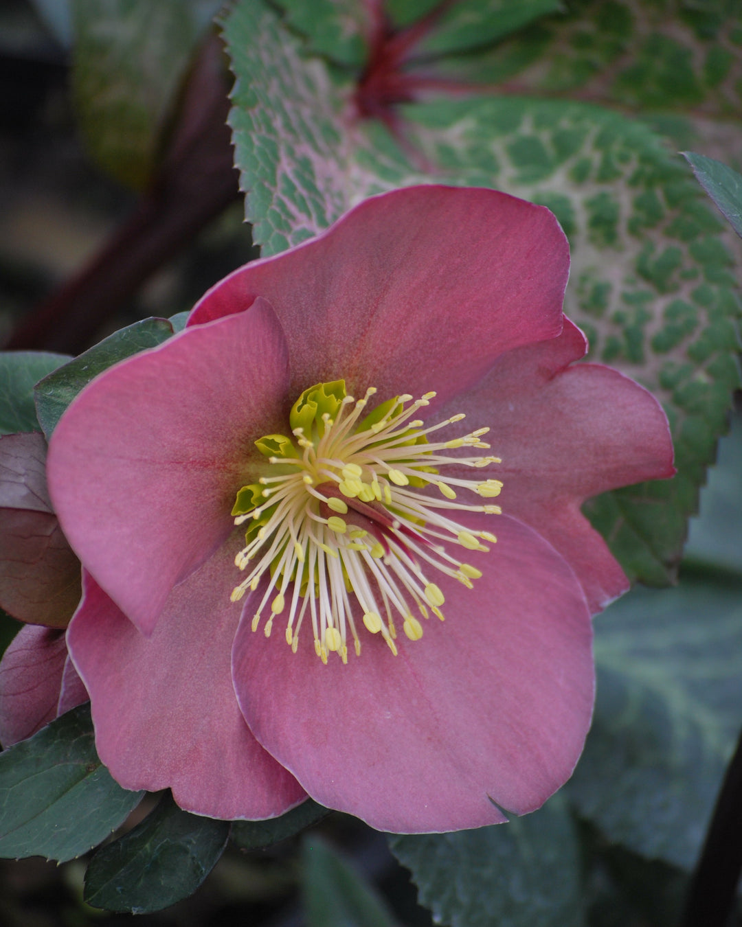Helleborus x Frostkiss® Penny's Pink (Lenten Rose)