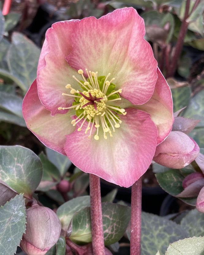 Helleborus Frostkiss® Penny's Pink (Lenten Rose) – Perennial Farm
