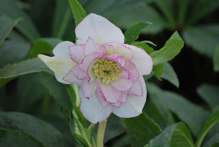 Helleborus x hybridus Winter Jewels® 'Peppermint Ice' (Lenten Rose)