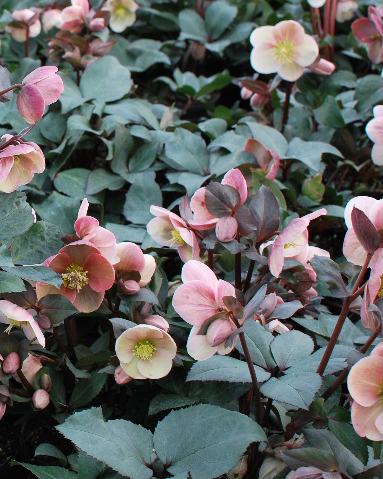 Helleborus x ballardiae HGC® 'Pink Frost' (Helleborus Gold