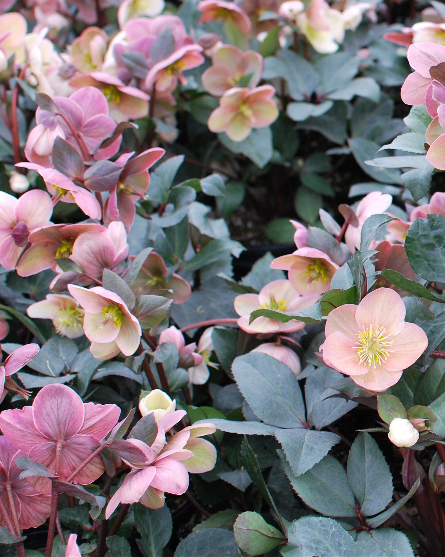 Helleborus Gold Collection Helleborus x ballardiae - Thumbnail 2