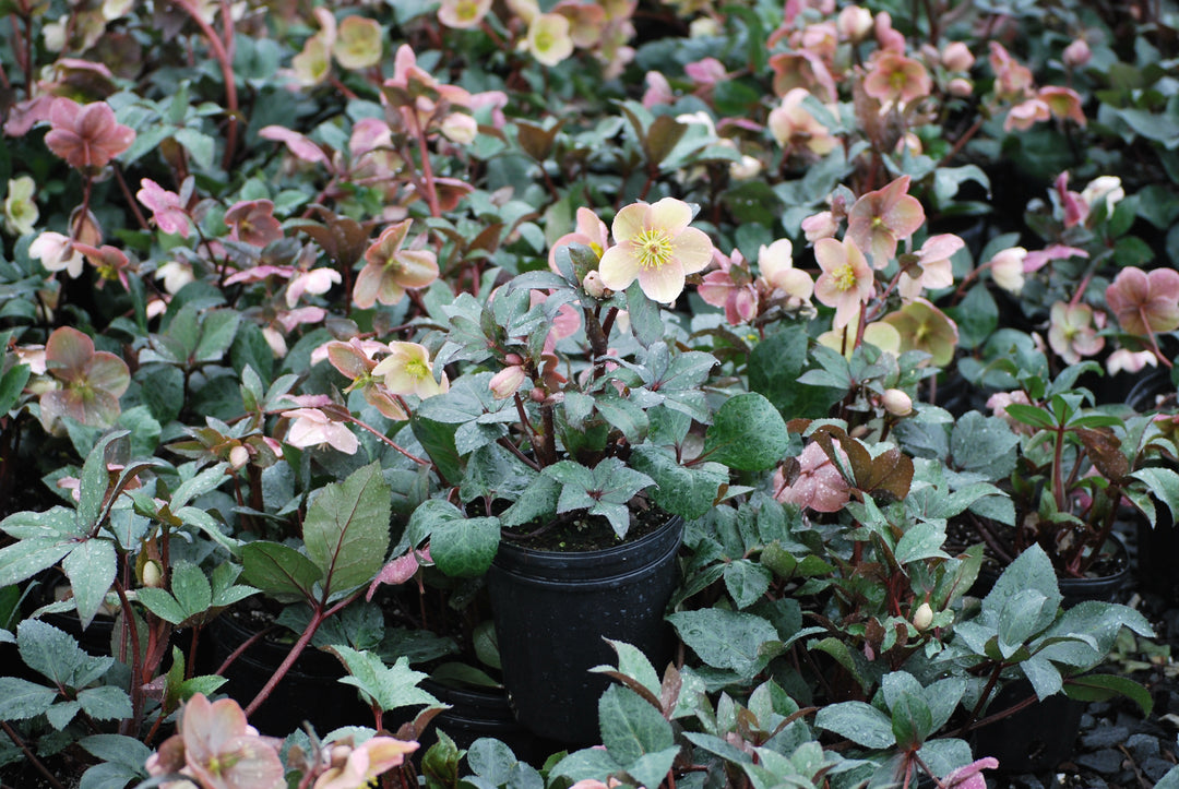 Helleborus x ballardiae HGC® 'Pink Frost' (Helleborus Gold Collection® Lenten Rose)