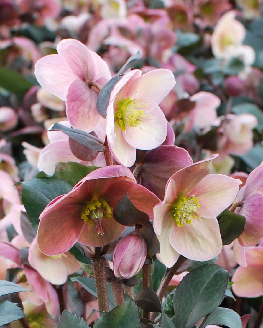 Helleborus x ballardiae HGC® 'Pink Frost' (Helleborus Gold Collection® Lenten Rose)