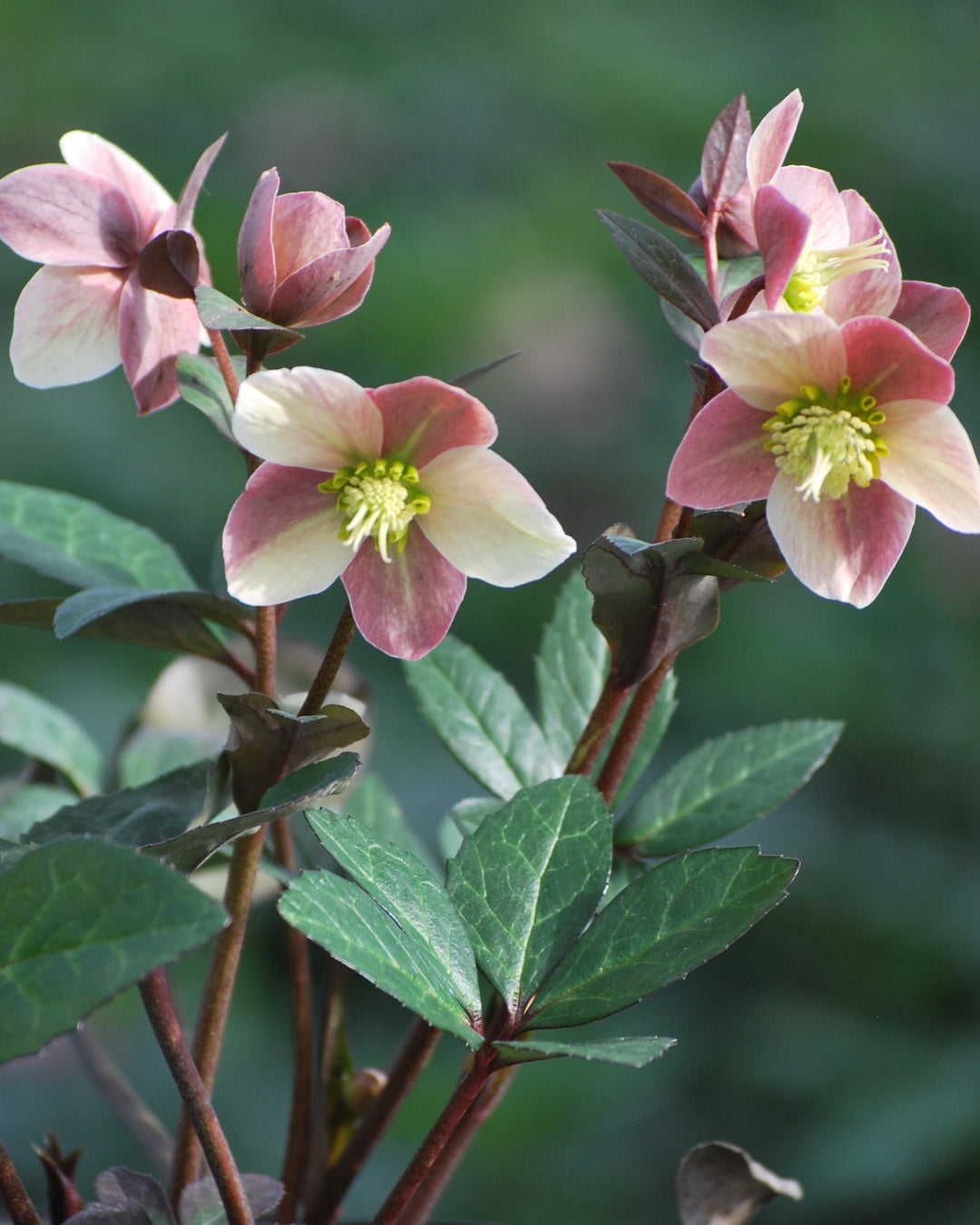 Helleborus x ballardiae HGC® 'Pink Frost' (Helleborus Gold Collection® Lenten Rose)