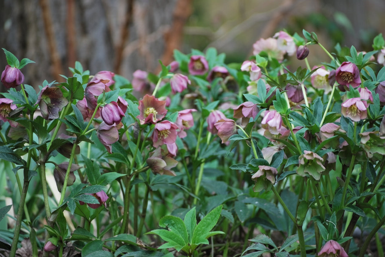 Helleborus orientalis Royal Heritage™ Strain (Lenten Rose