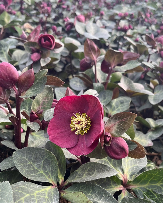Helleborus Frostkiss® Vibey Velvet™ (Lenten Rose)