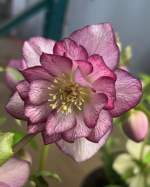 Helleborus x hybridus Winter Jewels® 'Cherry Blossom' (Lenten Rose