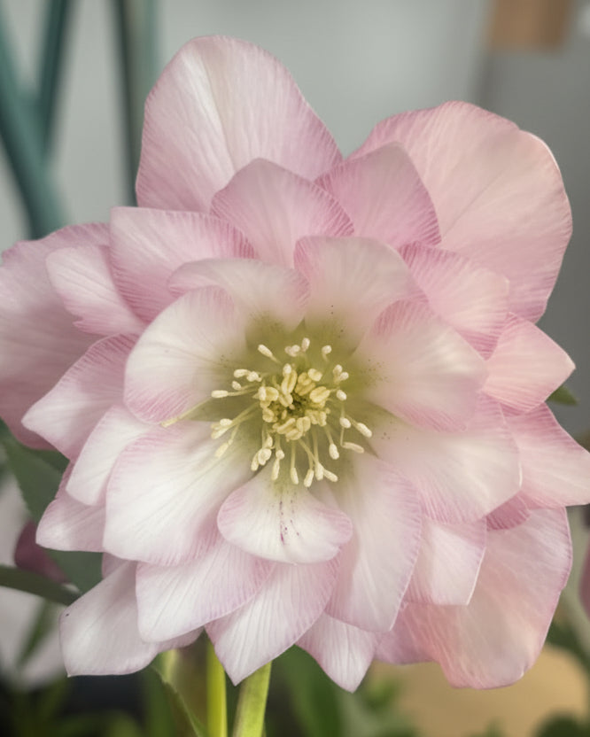Helleborus x hybridus Winter Jewels® 'Cotton Candy' (Lenten Rose)