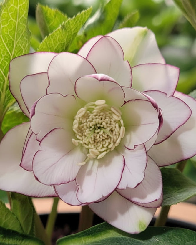 Helleborus x hybridus Winter Jewels® 'Fire and Ice' (Lenten Rose)