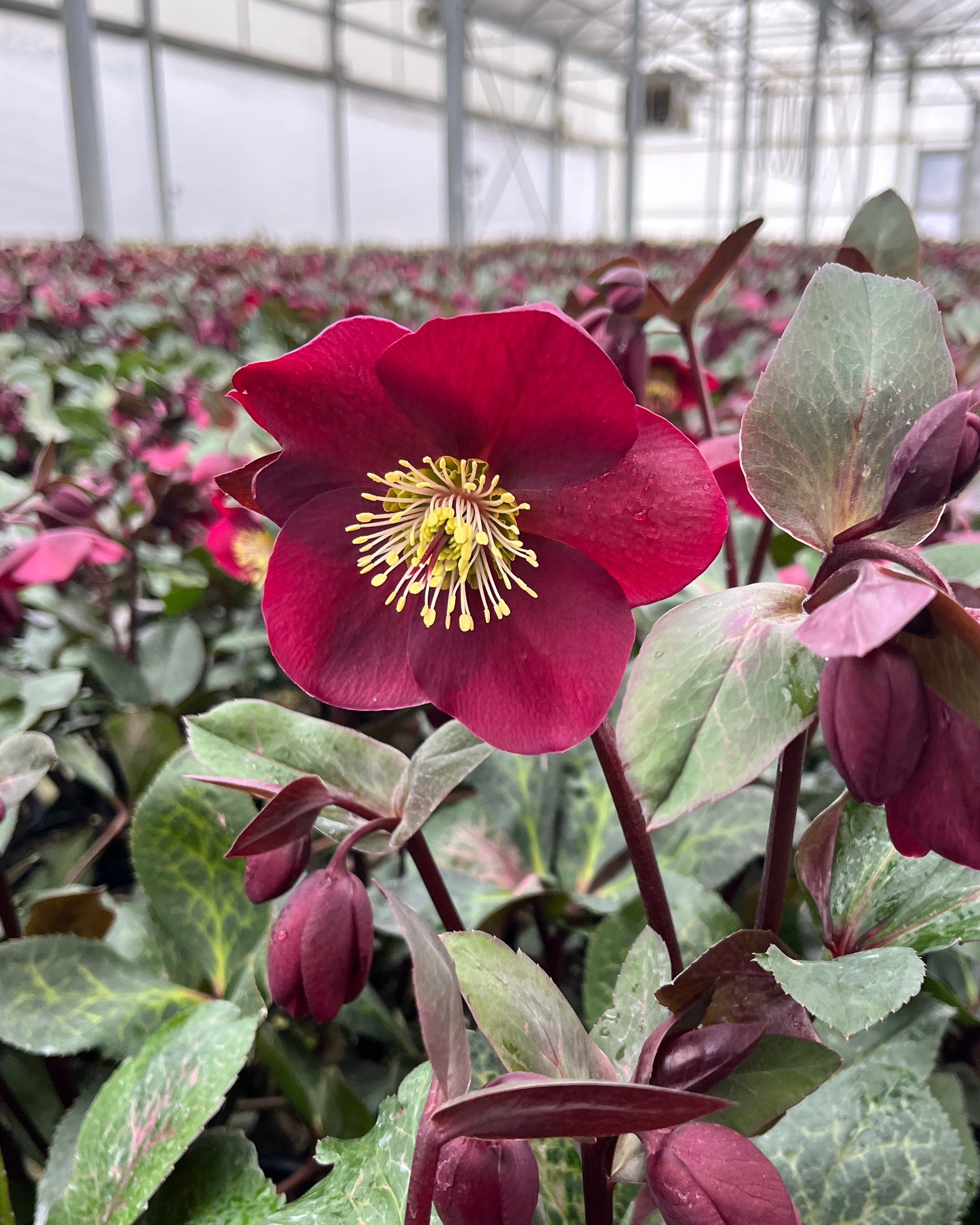 Helleborus x Frostkiss® Anna's Red (Lenten Rose) – Perennial Farm