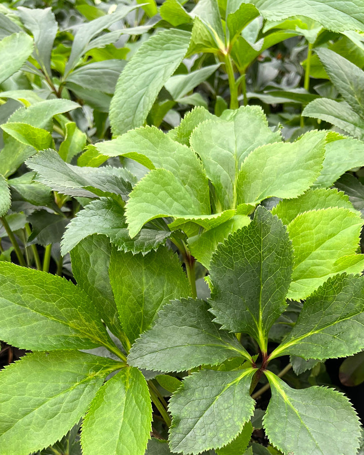 Helleborus orientalis 'Brandywine' (Lenten Rose)