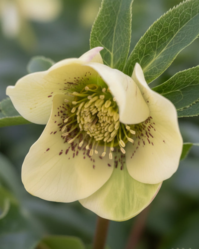 Helleborus orientalis 'Brandywine' (Lenten Rose)