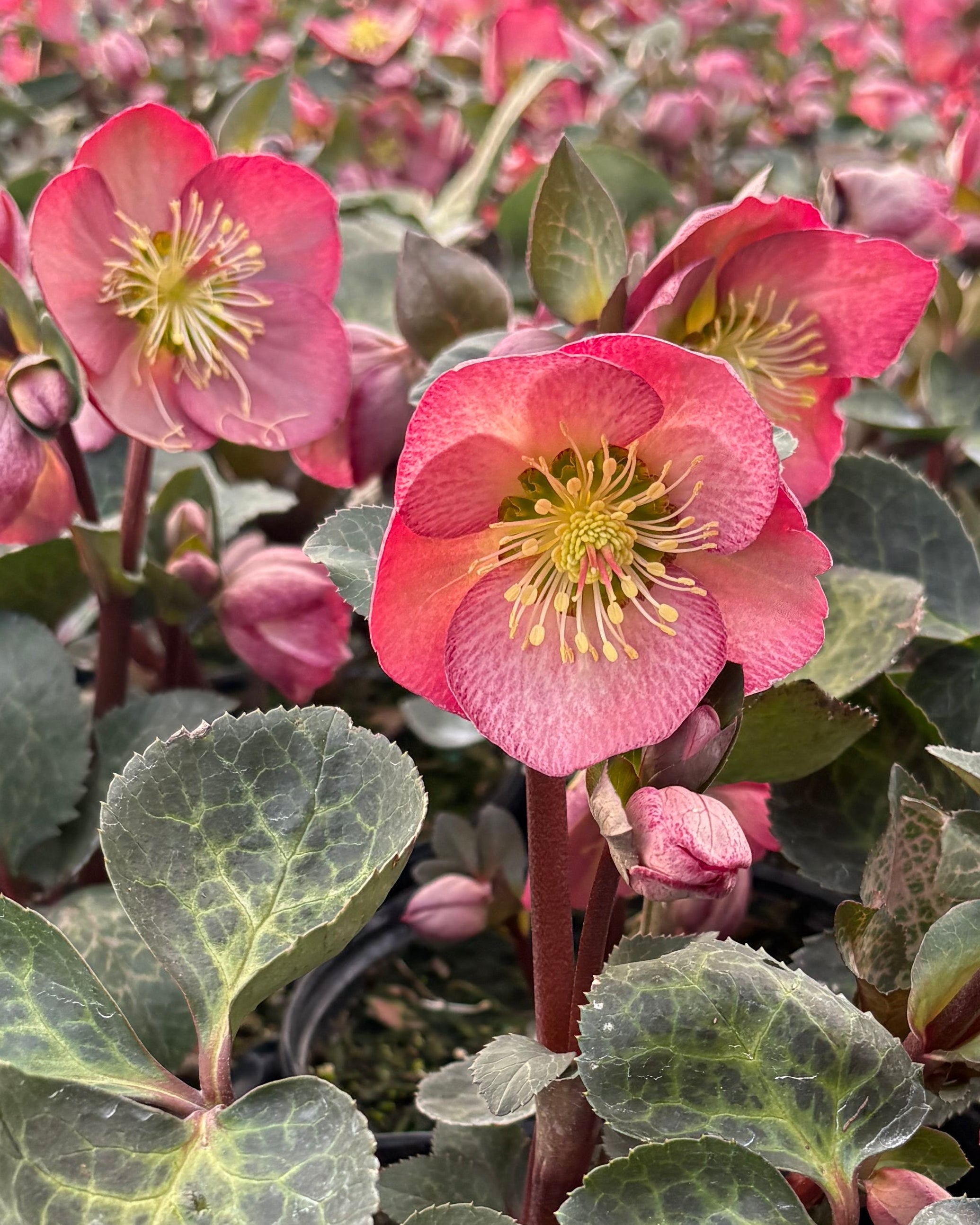 Helleborus x Frostkiss® Elemental® (Lenten Rose) – Perennial Farm